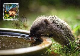 Maximumkarte Tier des Jahres 2026 - Igel