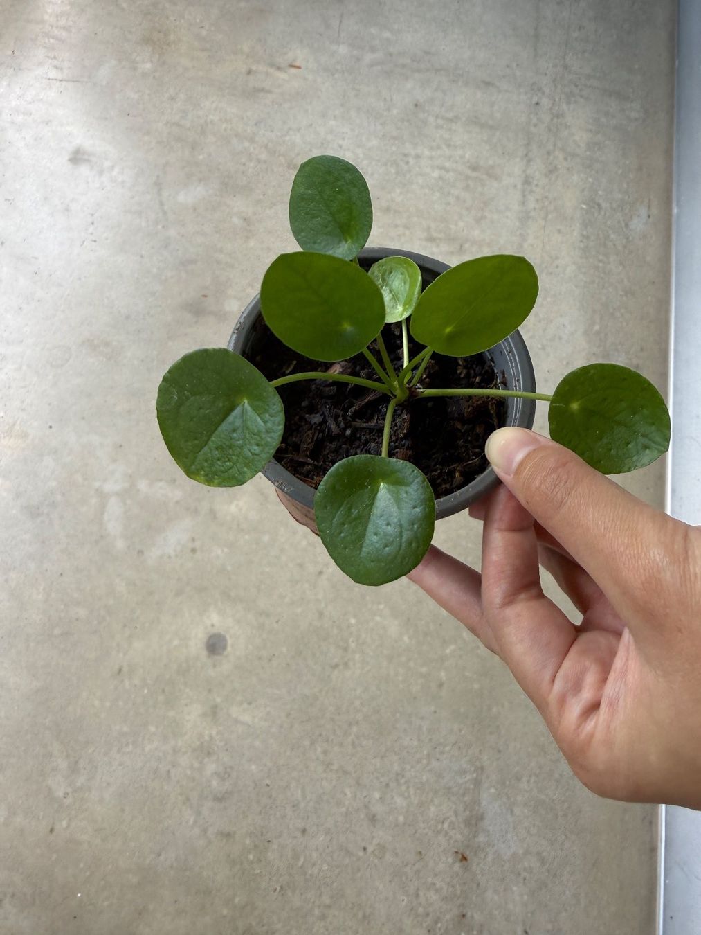 Piante & sementi: Pilea Pflanze – Usato da Bern venduto da Wil.Wayne 1