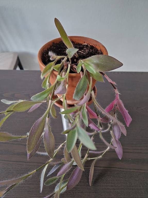 Piante & sementi: Tradescantia pallida – Usato da Dübendorf venduto da Olenaaa 1