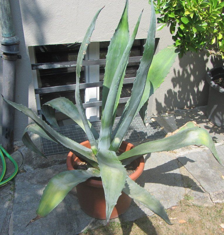 Piante & sementi: Agave 110 cm hoch – Usato da Kreuzlingen venduto da heinrich7h