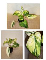 Philodendron Gloriosum Tricolor