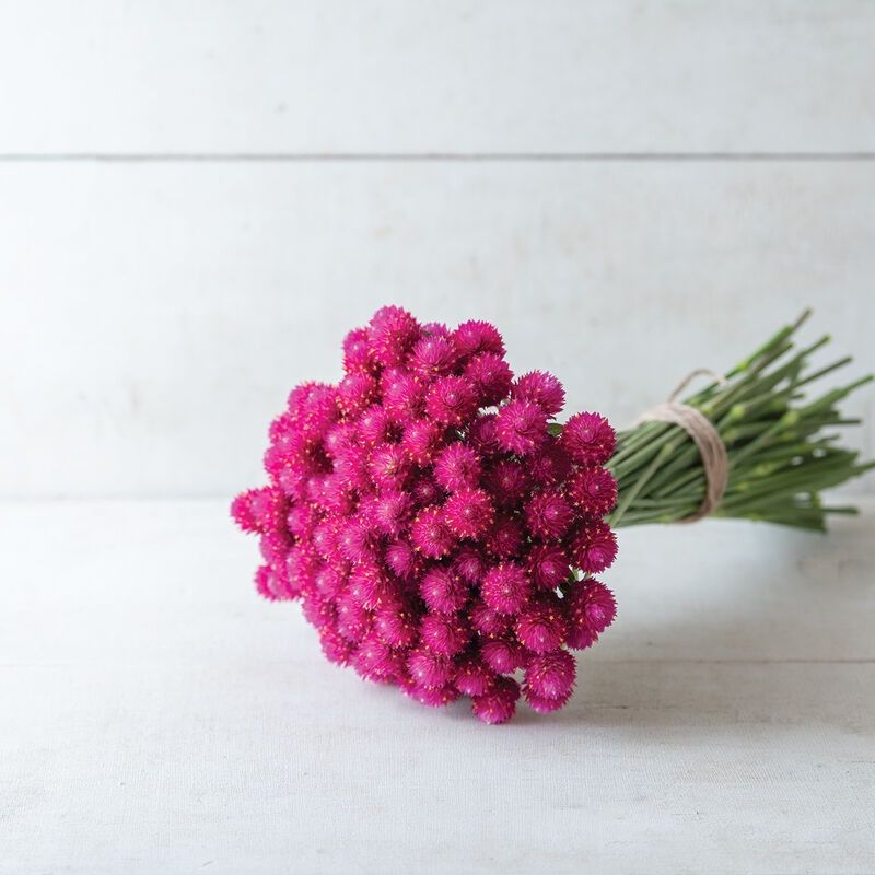 Piante & sementi: 50 Samen Kugelamarant Gomphrena CARMINE Samen – Nuovo (secondo la descrizione) da Ehrendingen venduto da VerveinaSamen