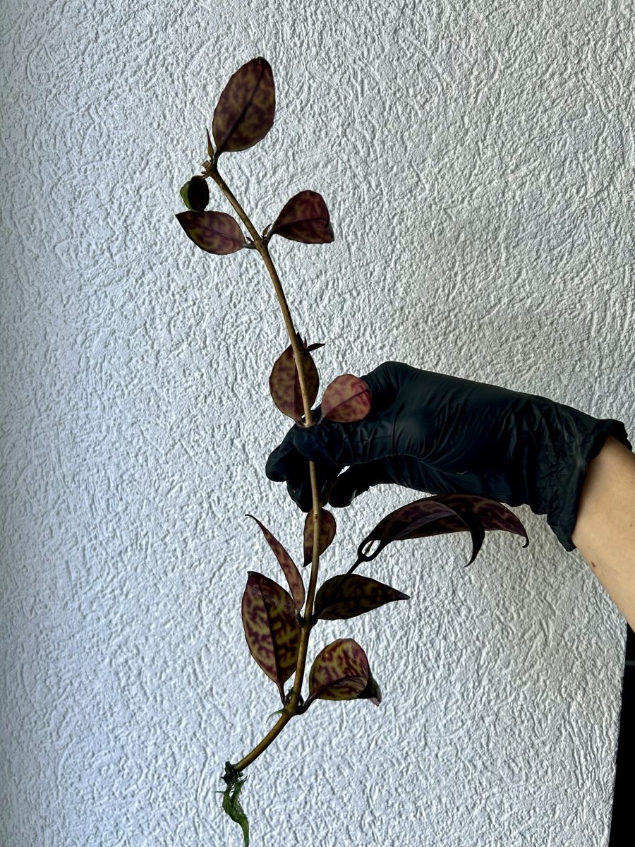 Piante & sementi: Boutures Aeschynanthus Marmoratus – Usato da Develier venduto da mel_qd2m 4