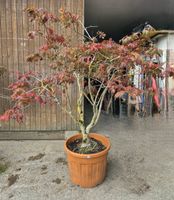 Japanischer Fächerahorn – Acer palmatum – 220 cm