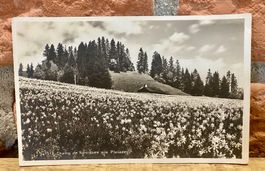 Champ de narcisses aux Pleiades - Narzissenfeld