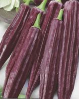 OKRA rot, Burgundy/ 10 Samen