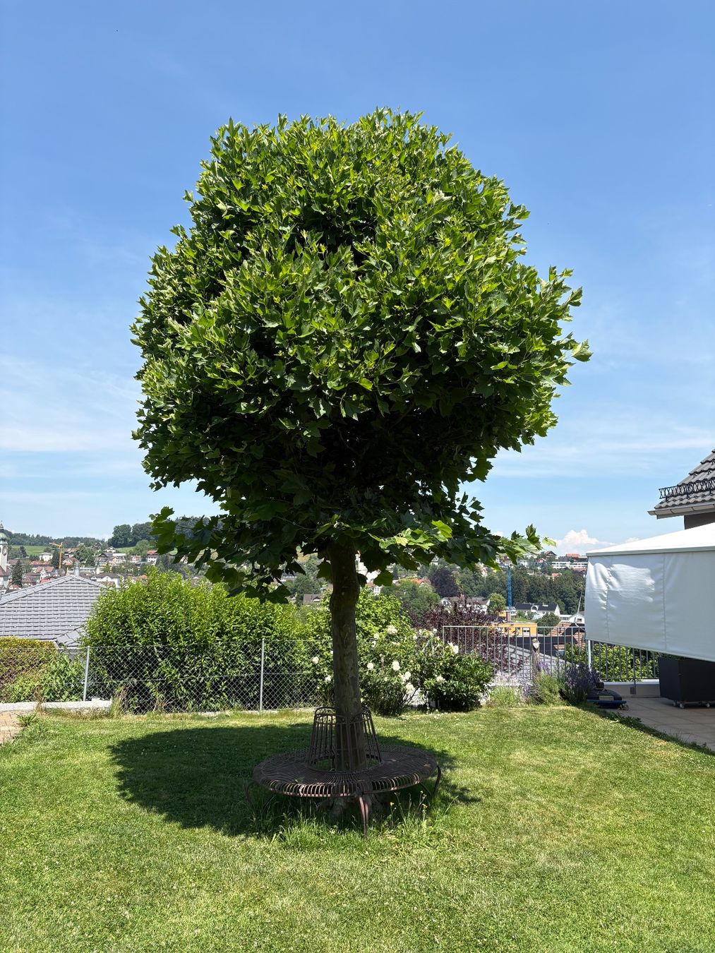 Piante & sementi: Baum Kugelplatane – Usato da Degersheim venduto da Mastesam