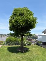 Baum Kugelplatane