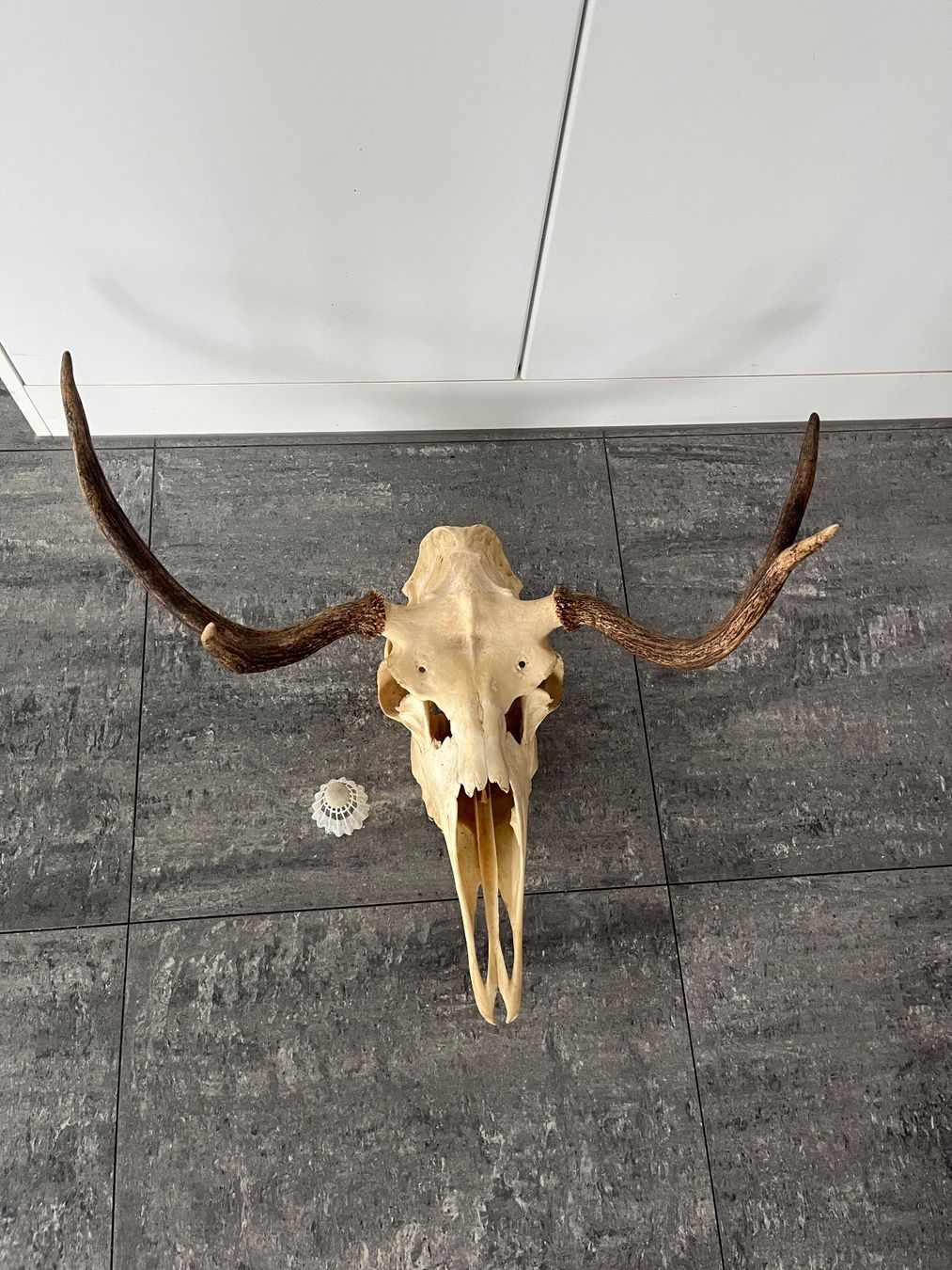 Monde des animaux: Elchschädel, Trophäe, Präparat, Jagd – D'occasion à Zug par sve_5gch