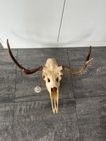 Elchschädel, Trophäe, Präparat, Jagd