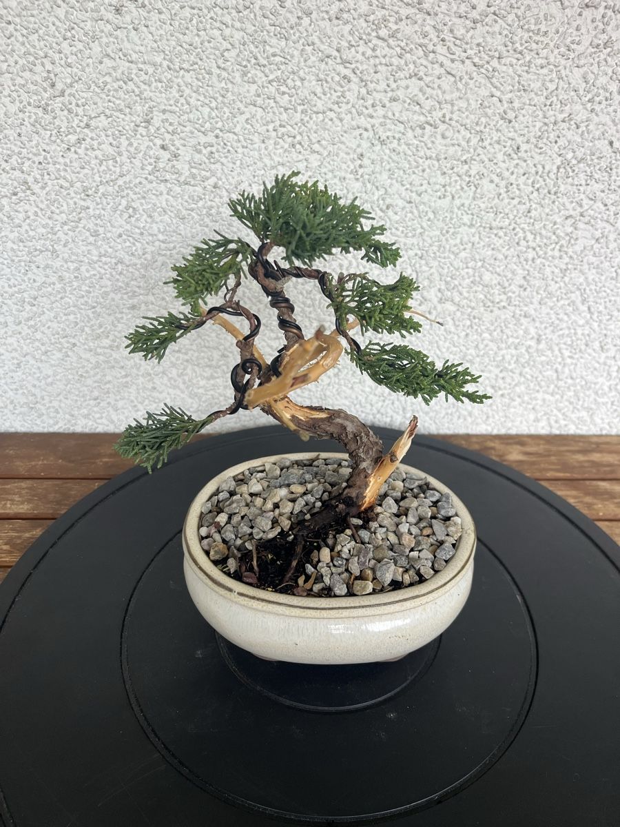 Plantes & graines: Wacholder Bonsai  – Neuf (Voir description) à Hettlingen par BonsaiNaturist.com 2