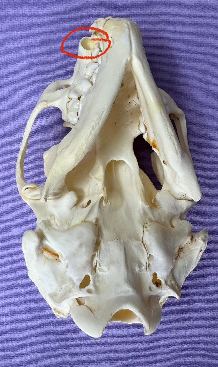 Il mondo degli animali: Echter Otter Schädel - 2011 legal importiert – Nuovo (secondo la descrizione) da Thun venduto da Abalona3600 3