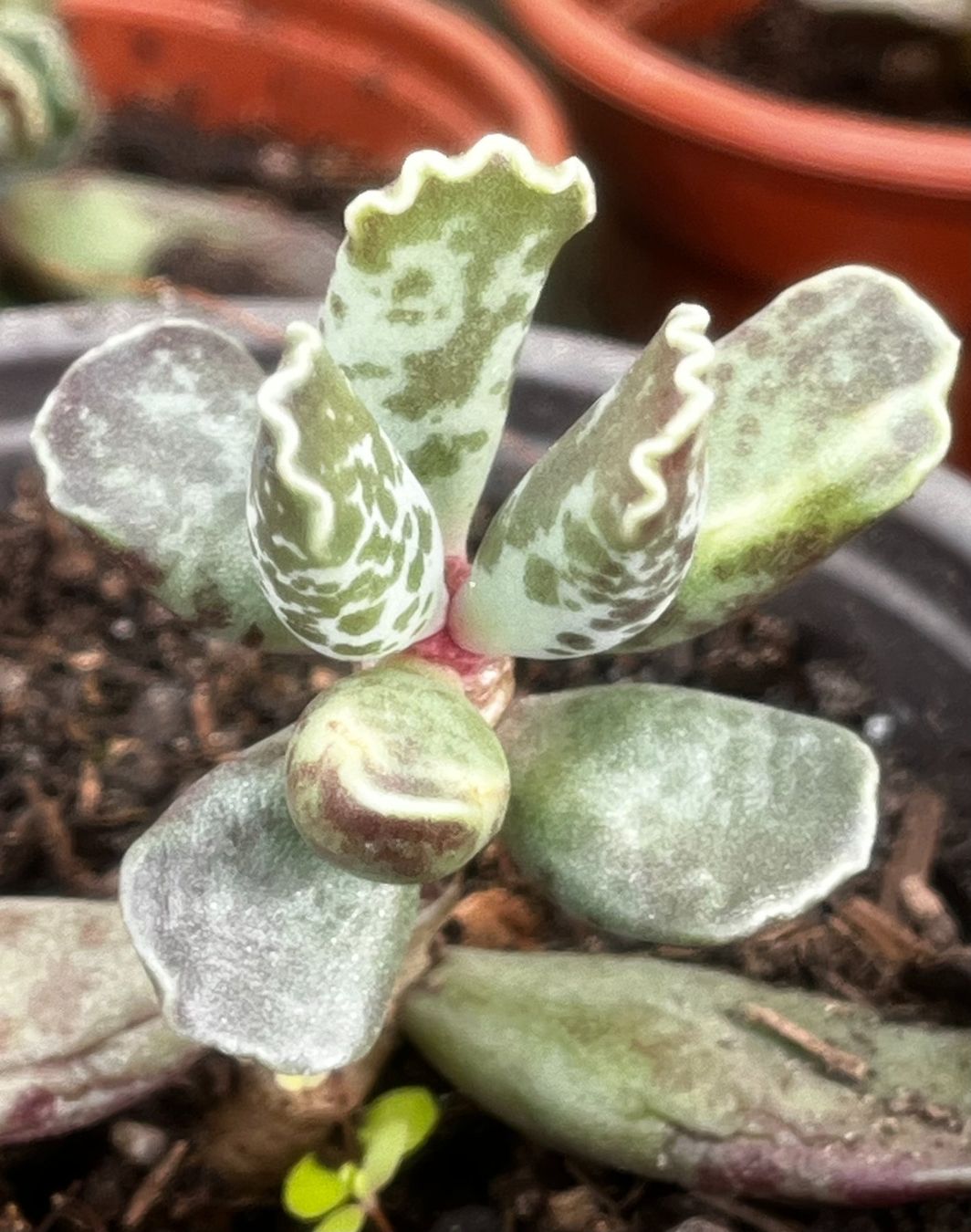 Pflanzen & Samen: Adromischus cooperi – Neu (gemäss Beschreibung) aus Vinelz von Wellensittich55 1