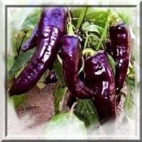 PIMENT CAYENNE VIOLET ! RARE 10g