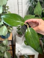Hoya pachyphylla ✨