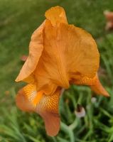 Iris 1 bulbe