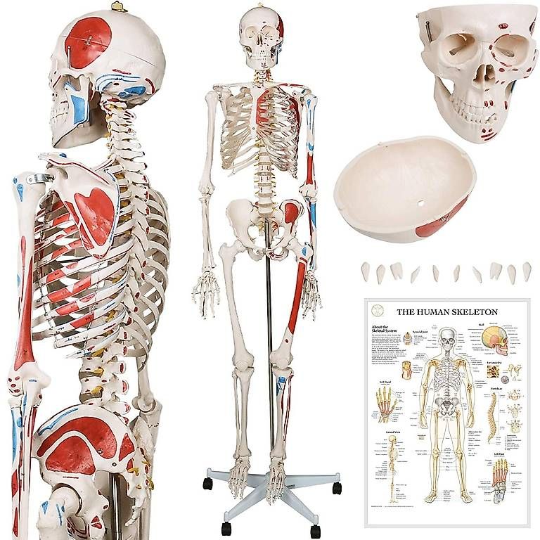 Kit di modellismo & Modellini statici: Menschliches Anatomie Skelett 181.5 cm – Nuovo e nell'imballaggio originale da Baar venduto da Laedeli24-Baar