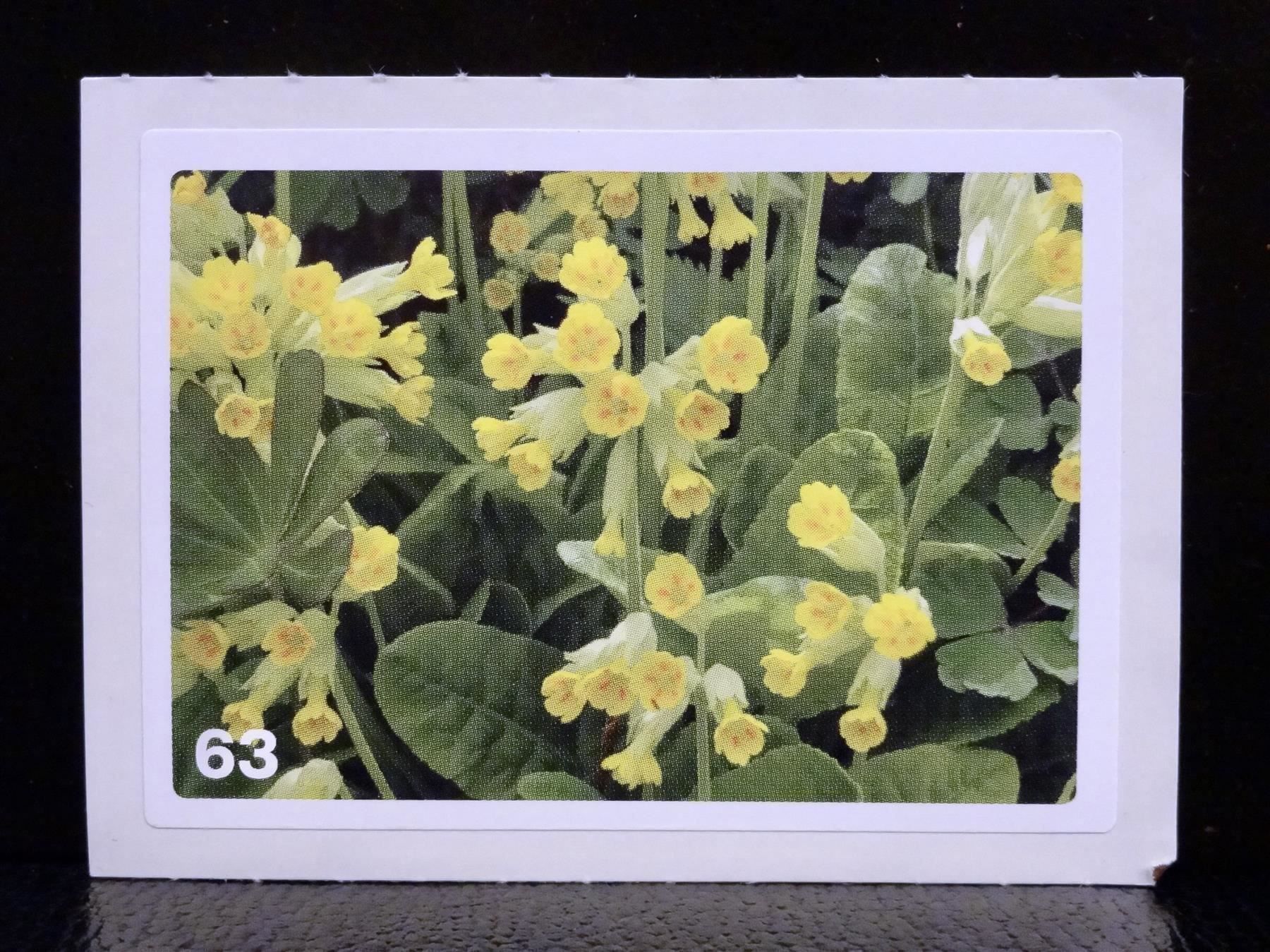 Migros Carte collezionabili: MIGROS MANIA Nature Detectives Nr. 63 – Nuovo e nell'imballaggio originale da Kerzers venduto da zimmergruen