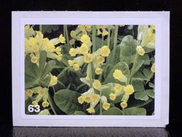 MIGROS MANIA Nature Detectives Nr. 63
