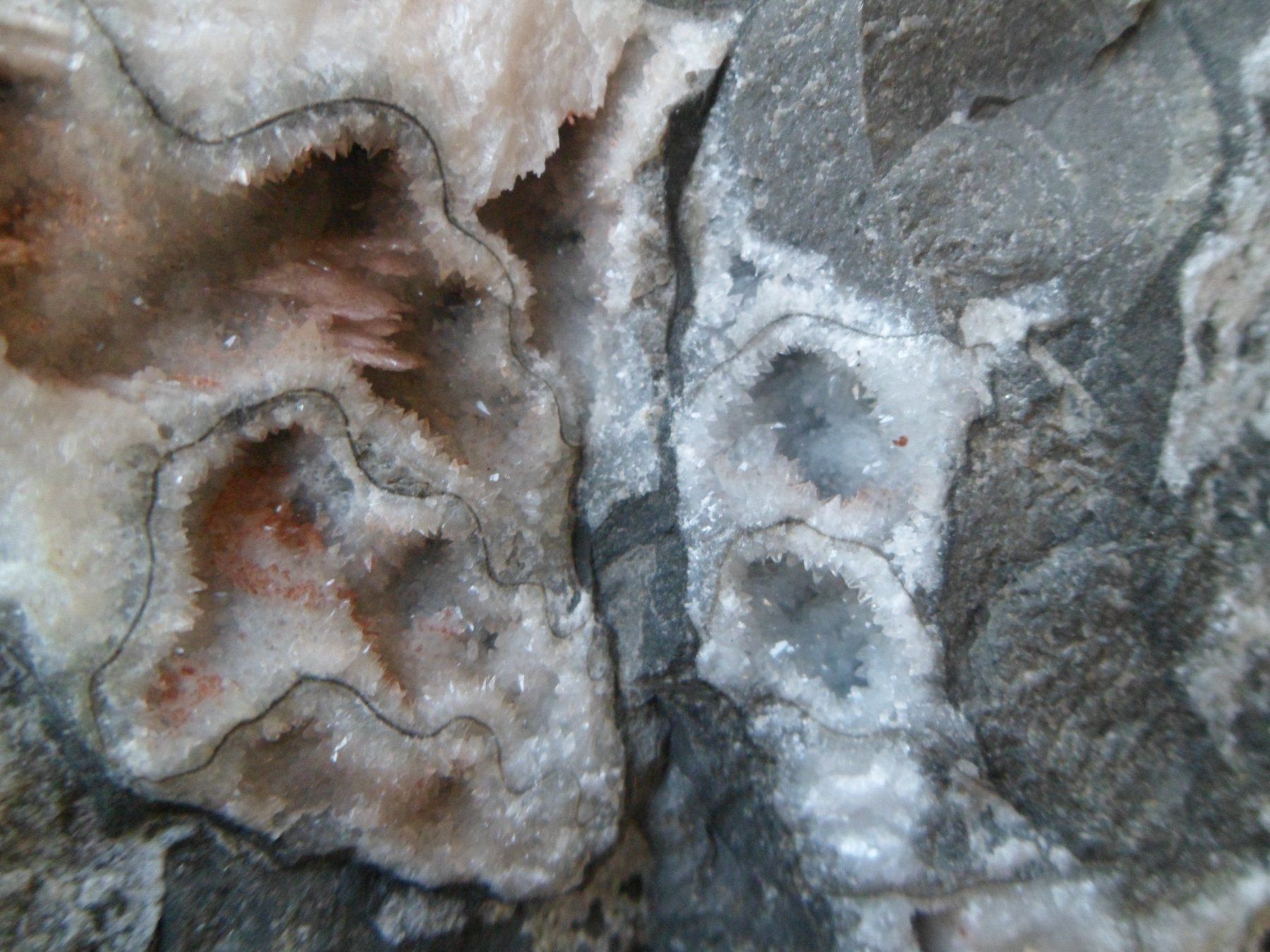 Fossili: Ammonit Selten Schweiz – Usato da Affoltern am Albis venduto da Fossil60 2