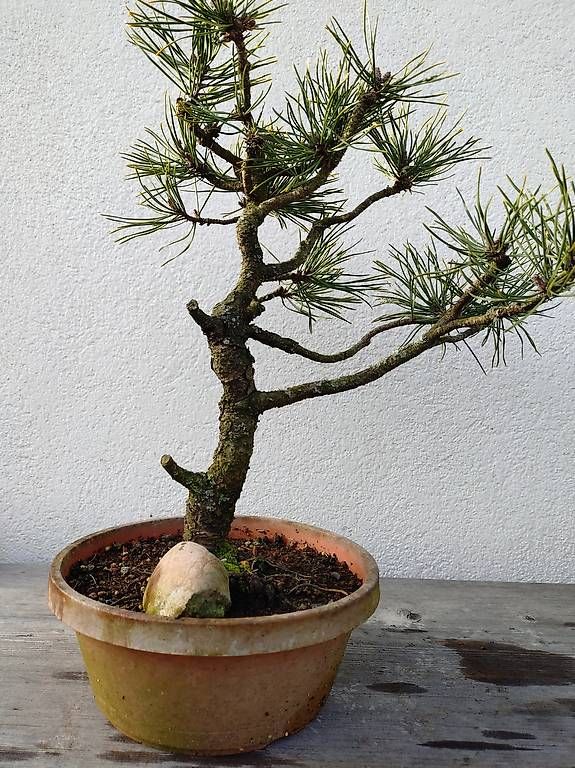 Piante & sementi: Bonsai – Usato da Walterswil SO venduto da som_jbd7