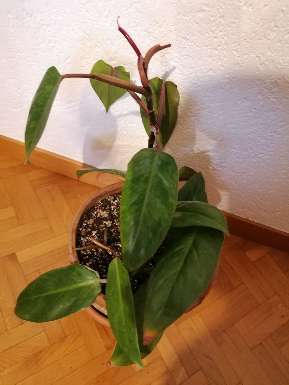 Pflanzen & Samen: Philodendron Painted Lady – Neu (gemäss Beschreibung) aus Le Mont-Pèlerin von dundun1 2