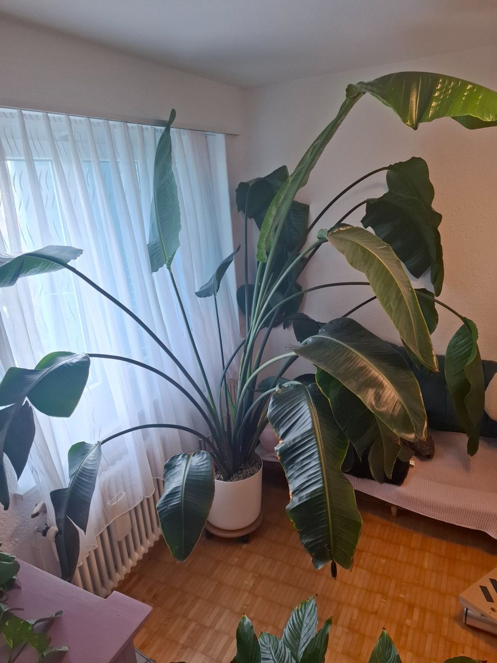 Piante & sementi: Wunderschöne, riesige Strelitzia nicolai – Nuovo (secondo la descrizione) da Meisterschwanden venduto da l_madlen 1