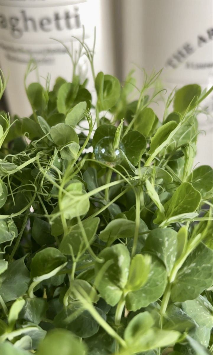Pflanzen & Samen: Keimlinge/Microgreens Grenchen – Neu (gemäss Beschreibung) aus Grenchen von mar_hhk8 5