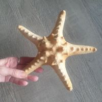 🐸 ECHTER SEESTERN 23 cm TOP ERHALTEN GETROCKNET SOMMERDEKO