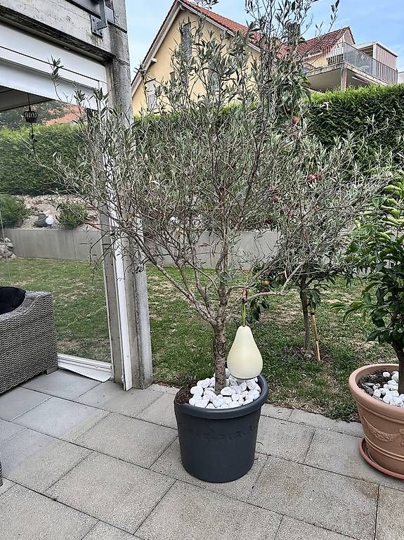 Piante & sementi: Olivenbaum – Usato da Würenlos venduto da Edoardo34