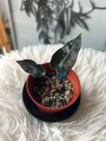 Alocasia Bambino Albo variegata