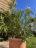2x Oleander in perfekten Zustand !
