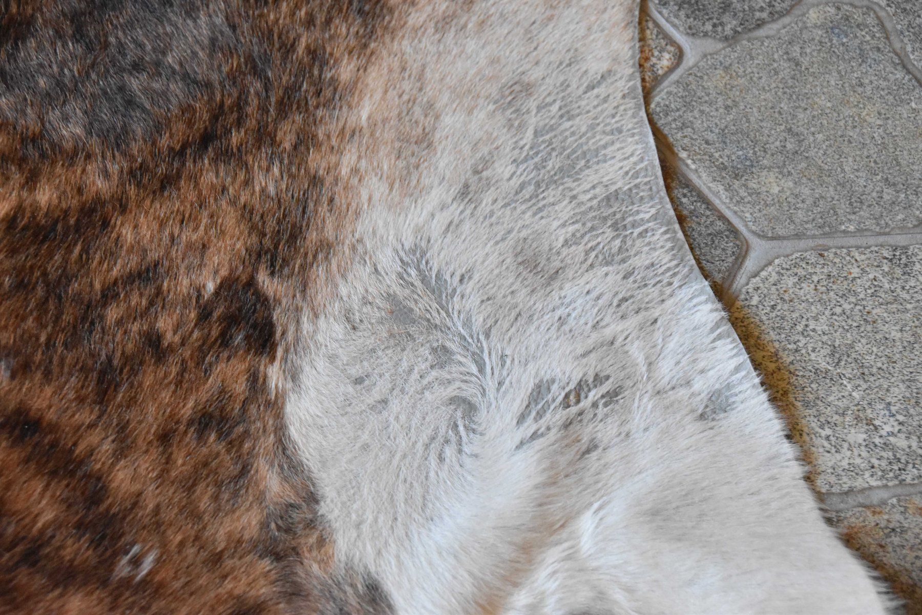 Il mondo degli animali: Peau de vache Ethno – Usato da Vaulion venduto da sambigben 6