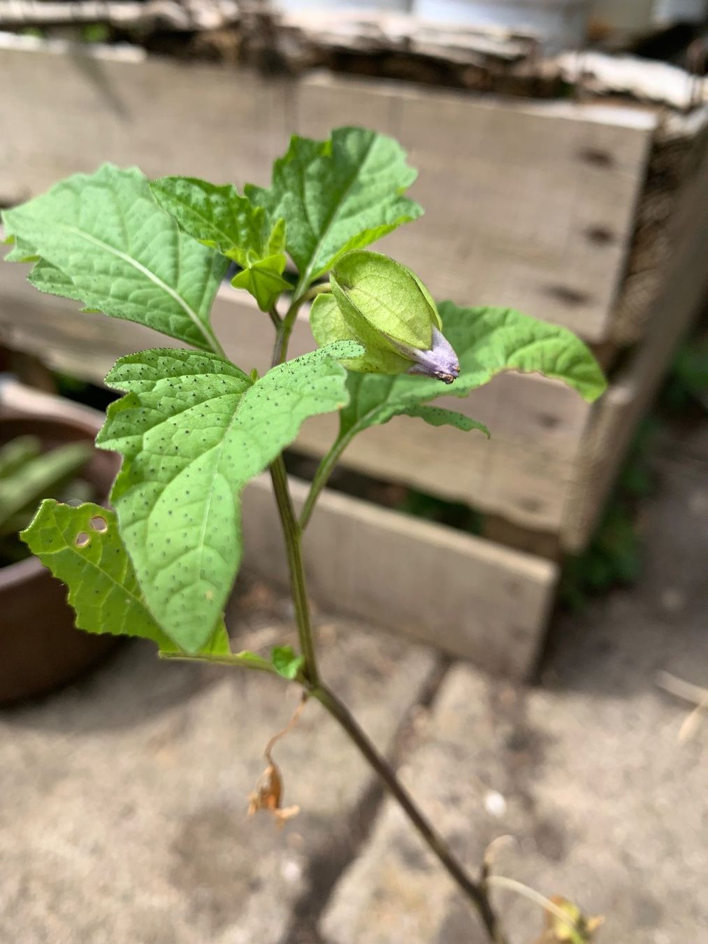 Pflanzen & Samen: GIFTBEERE (Nicandra physalodes) Pflanze – Neu (gemäss Beschreibung) aus Hinteregg von ERFOLG78 3