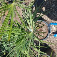 Trachycarpus fortunai Tessinerpalme
