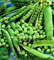 Ab 1.- fr 10 Samen Garten grüne Erbse "KELVEDON WONDER"