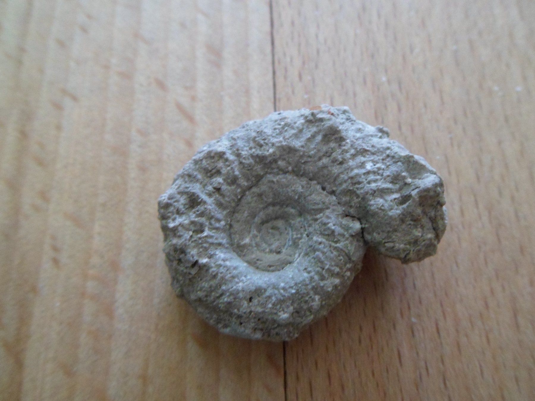Fossiles: Fossilien Schweiz – D'occasion à Affoltern am Albis par Fossil60 1