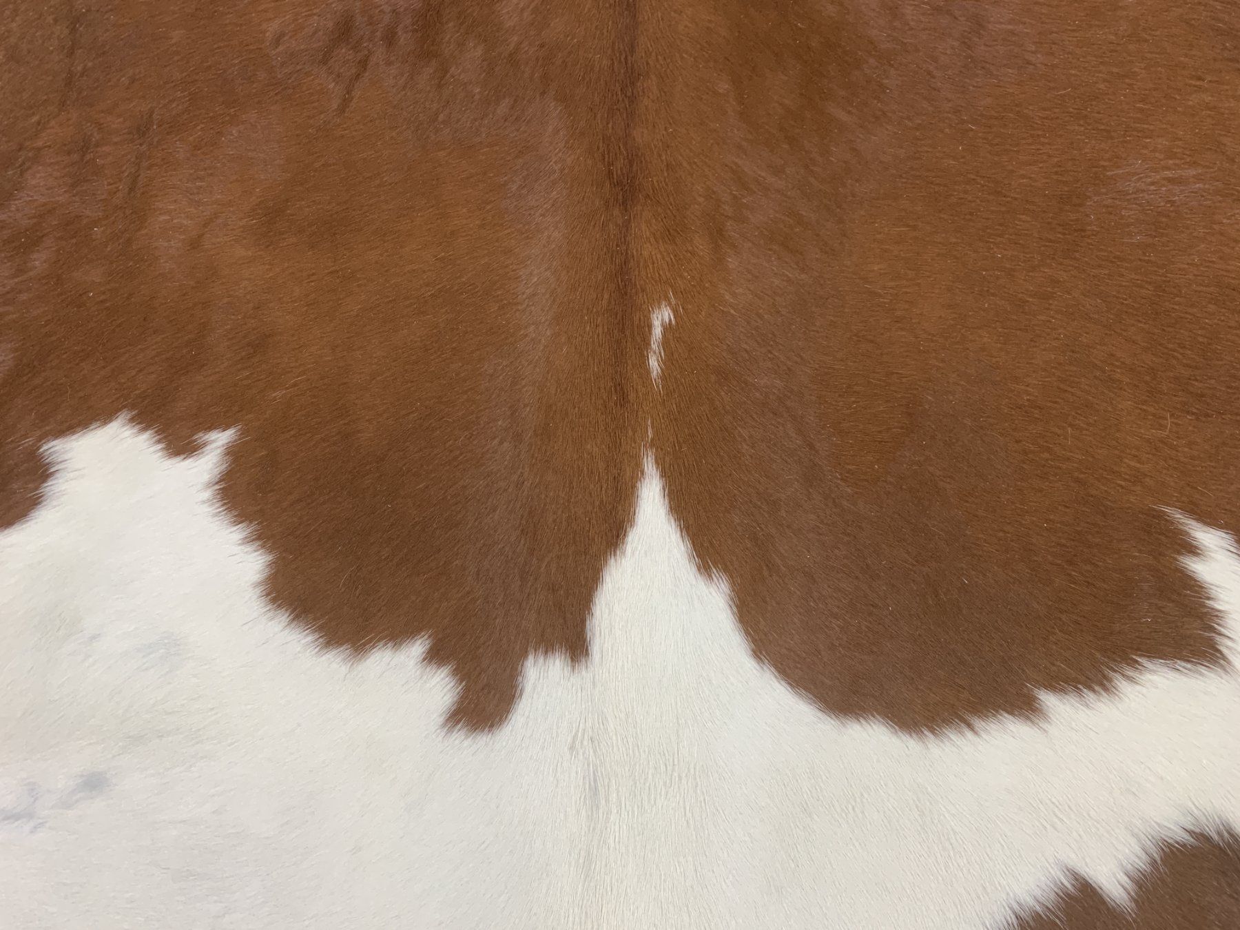 Tappeti: echtes Kuhfell Teppich Brown/White – Nuovo e nell'imballaggio originale da Arbedo venduto da patagonialeatherrugs 1