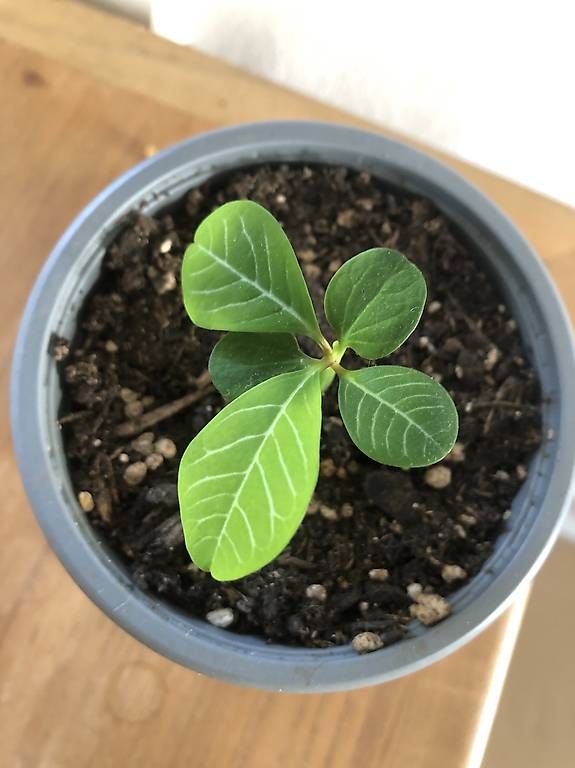 Piante & sementi: Kleine Spuckpalme – Usato da Rüti ZH venduto da Nottinghill2