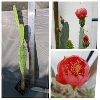 Opuntia Feigenkaktus Ohrenkaktus Blüte rot Kaktus Ableger