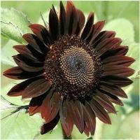Tournesol Chocolat 10g