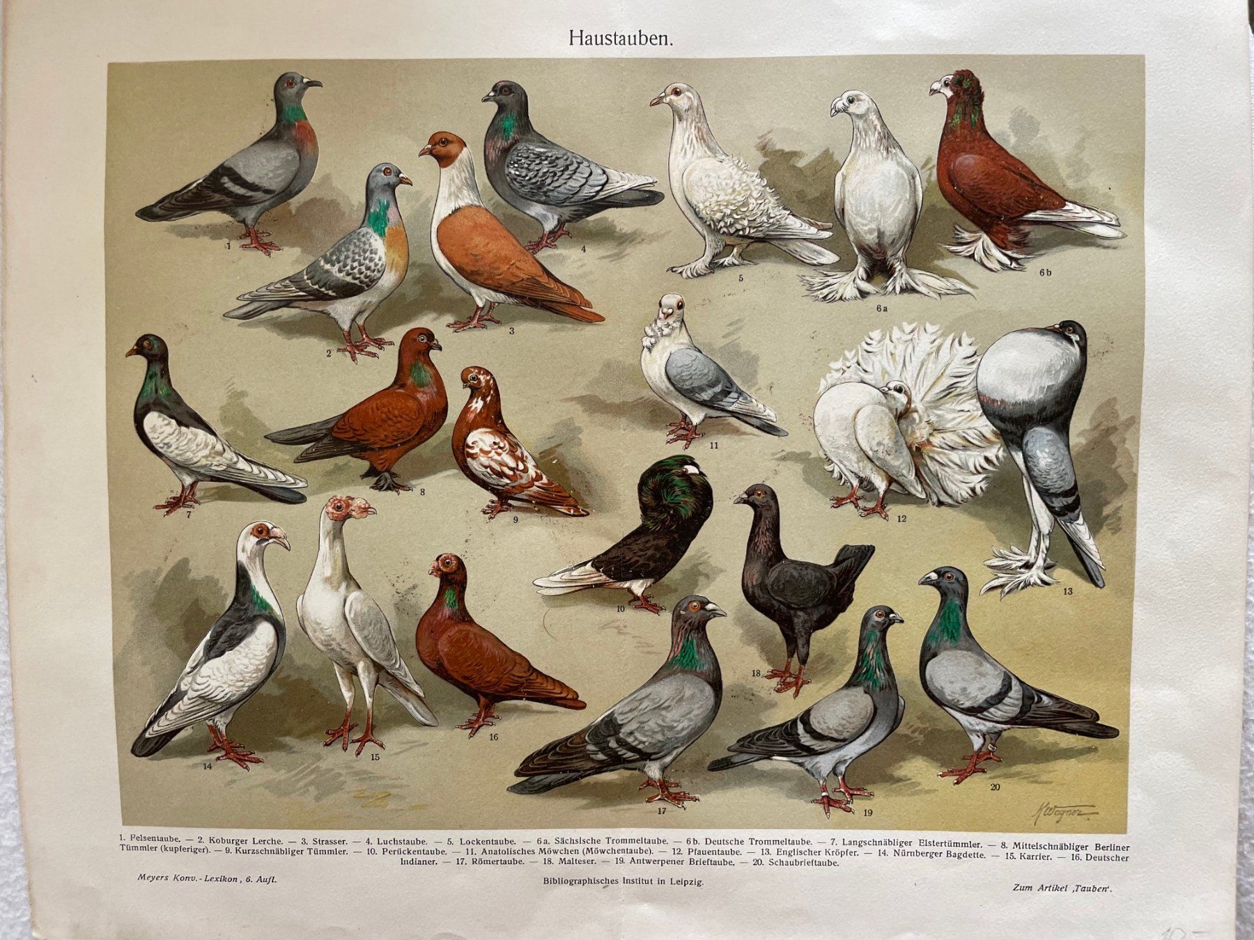 Libri: 3 Doppelseiten aus einem alten Buch mit Vogelillustrationen – Usato da Zürich venduto da aannnnaa48 3