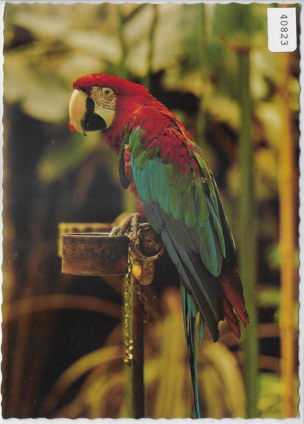 Cartoline postali: Cafe Florida - Studen-Biel - Ara-Papagei – Usato da Ettingen venduto da Kartenplanet