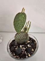 Opuntia Kaktus (Feigenkaktus) im Glastopf