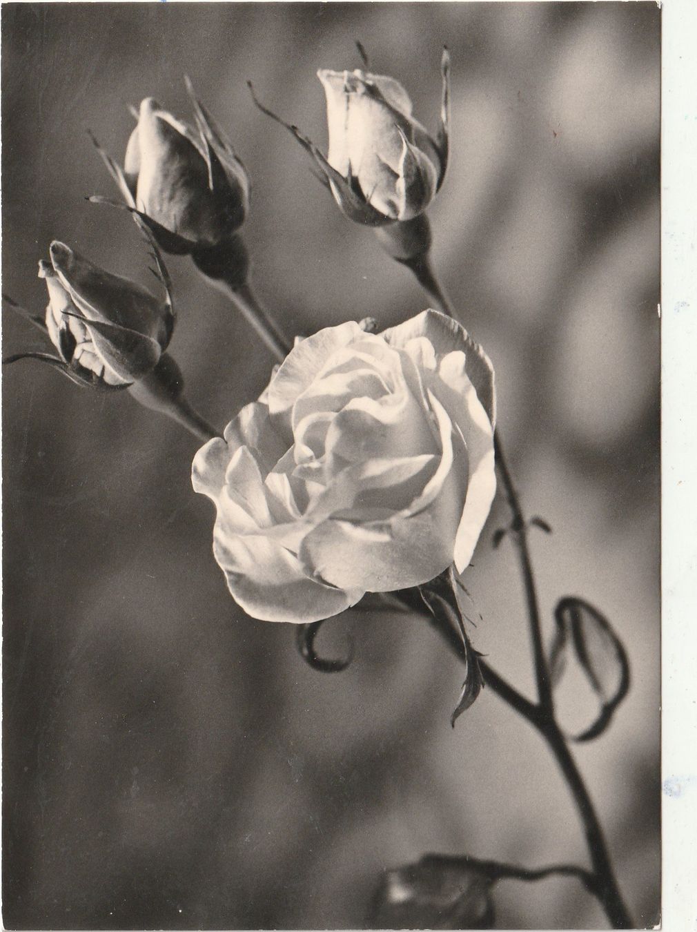 Cartoline postali: Blumenkarte – Usato da Lumbrein venduto da made02