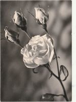 Blumenkarte