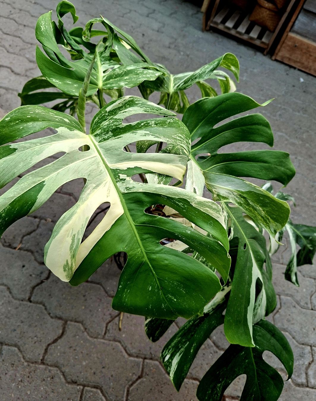 Pflanzen & Samen: RARISSIMO!!! H: XL 80 cm "Monstera Thai Constellation" – Neu und originalverpackt aus Rovio von POSITIFFARTandPLANTS