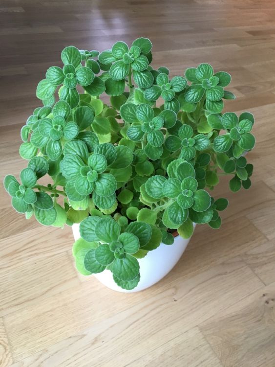 Plectranthus amboinicus - Kubanischer Oregano (Neu (gemäss Beschreibung ...