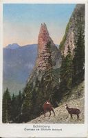 Schimberg Bad Entlebuch LU 2 Gemsen Gitziturm 1922 sehr gut