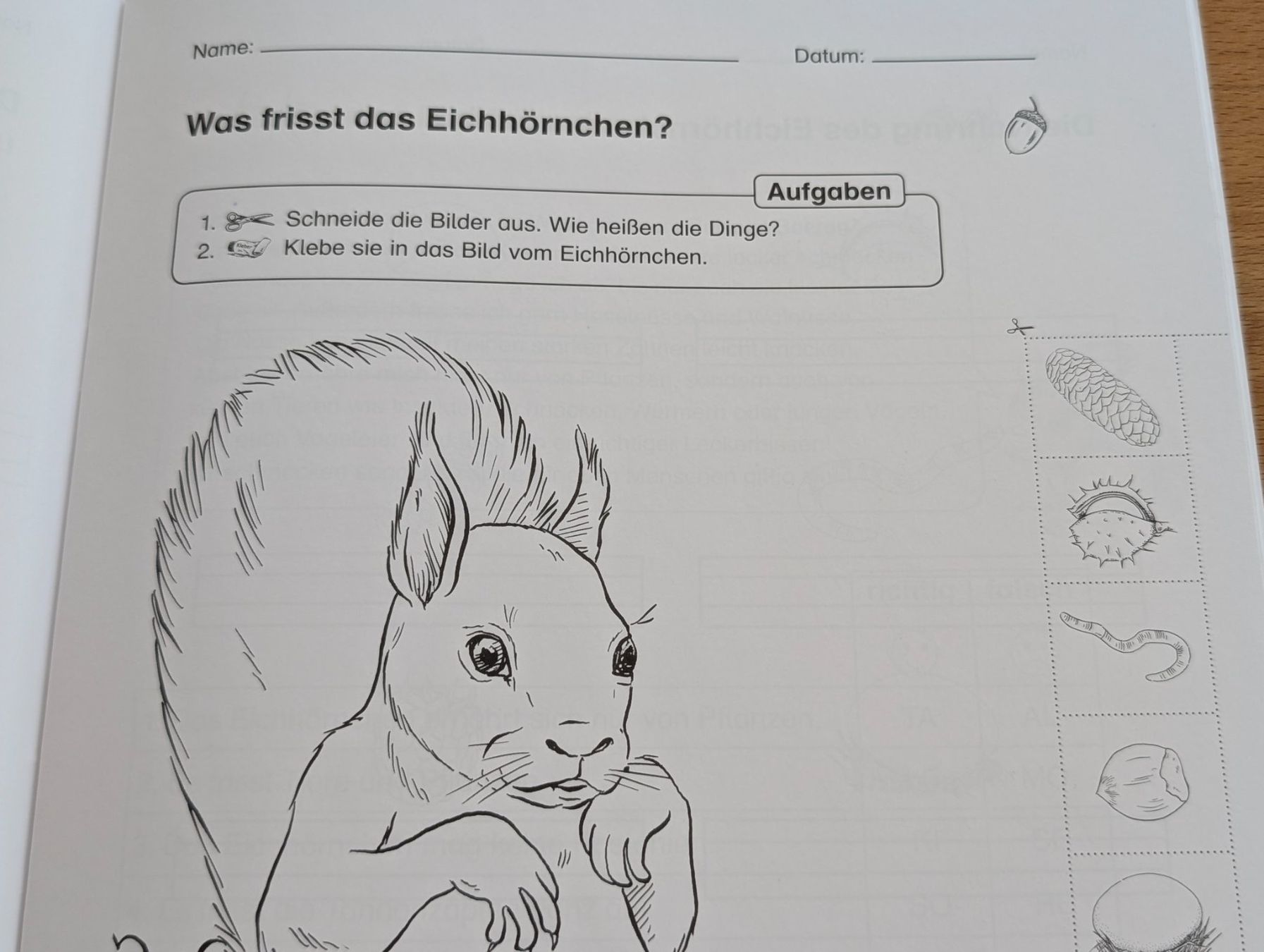 Riviste & Magazine: Themenheft Eichhörnchen 1./2. Klasse BVK – Usato da Weite venduto da Nur63 6